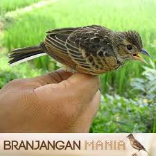 Baru setelah itu akan menunjukan bulu dewasanya. Branjangan Mania Cara Merawat Branjangan Tidak Sedikit Kasus Burung Yang Macet Produksi Dimana Walaupun Indukan Jantan Dan Betina Terlihat Sehat Namun Keduanya Masih Tidak Mau Melakukan Perkawinan Atau Bisa Juga