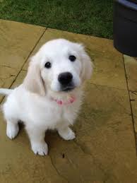 Since the golden retriever growth chart starts at week 7, we will look at the development of the golden retriever from week 7 until end of year 1 and beyond. 10 Week Old Golden Retriever Female Puppy Saffron Walden Essex Pets4homes