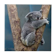Koala Bear Sleeps Hugging A Tree Ceramic Tile Zazzle Com Koala Bear Koala Lazy Animals