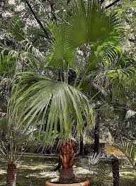 Image result for Livistona