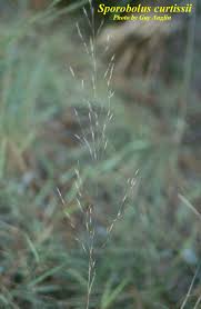 Image result for Sporobolus sanguineus