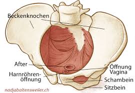 Hier bildet sie das scheidengewölbe (fornix vaginae) mit. Beckenbodentraining Fur Frauen Fur Den Sex