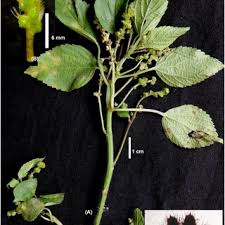 Image result for Acalypha lanceolata