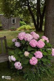 The Original Hydrangea Is A Must For Your Garden Endless Summer Hydrangea Bigleaf Hydrangea Summer Hydrangeas