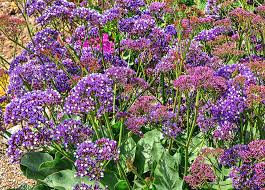 Check spelling or type a new query. Purple Statice Flowers 1 Photograph By Linda Brody