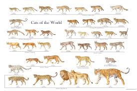 Cats Of The World Or Pet Wishlist Or Even Just A Hug