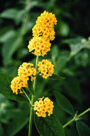 Image result for Buddleja pulchella