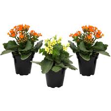 Image result for Kalanchoe laciniata