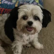 25 cute Shih Tzu puppies for sale in Peoria, Illinois