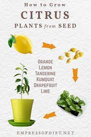 Lemon tree leaves will show signs of chlorosis and start dropping from the tree. How To Grow Lemon Trees From Seed Other Citrus Fruits