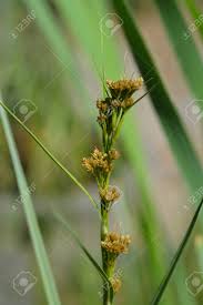 Image result for Cladium mariscus