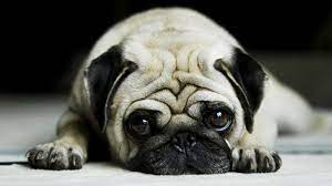 1080p Hd Danger Dog Wallpaper High Quality Desktop Iphone And Android Background And Wallpaper Animals Wallpapers Hd Cute Pugs Pugs Funny Pug Puppies