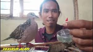 Tekukur/derkuku betina juga bisa manggung. Derkuku Pikat 30 Juta Vs Tekukur Kuk 2 250 Ribu Top Perform Derkuku Kuk 3