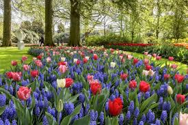 Der nationale tulpentag eröffnet jedes jahr offiziell die tulpensaison. Keukenhof Holland 2021 Besichtigung Ubersicht Infos