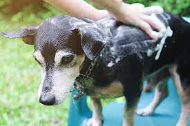 Eine große auswahl an geförderten wohnungen mit wohnberechtigungsschein finden sie hier. Hundegeruch Aus Der Wohnung Entfernen Diese Tipps Helfen Modern Dogs De