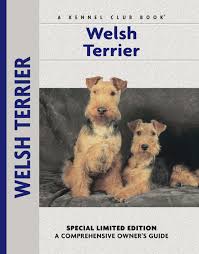 Welsh terriers are born in litters of 3 to 6 puppies and generally live about 11 years. Ebook Welsh Terrier Von Bardi Mclennan Isbn 978 1 62187 003 6 Sofort Download Kaufen Lehmanns De