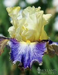 Calling All Gardeners A Quest To Save Rare Irises Gardenista Flower Bulbs Garden Bulb Flowers Bearded Iris