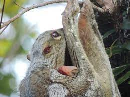 Brie and nikki bella's exclusive colugo. Colugo With Baby Picture Of The Datai Langkawi Tripadvisor