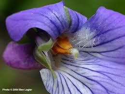 Image result for Viola abyssinica