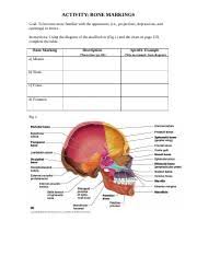 Practice_activity_a_chap_6__bone_markings Doc Activity