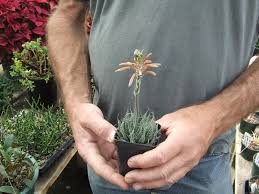 Image result for Xyris aristata