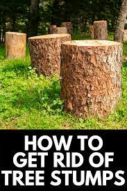 How To Get Rid Of Tree Stumps Permanently 2021 Own The Yard Tree Stump Stump Removal Tree