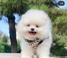 Poomernian Boo 2020 Atlar Yaya