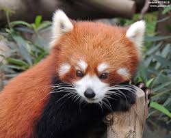 Résultat de recherche d'images pour "image panda roux"