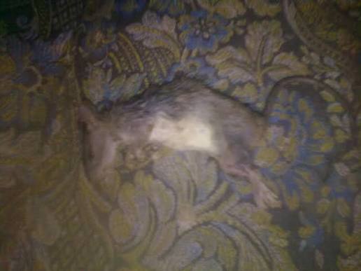 Cat catches 27 mice in one night and arranges them neatly
