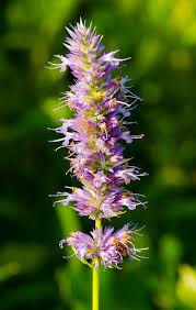 Image result for Anisophylleaceae