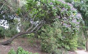 Image result for Wigandia urens