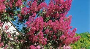 Du rose pâle au fuchsia, en passant par le rose corail. Quel Arbre Choisir Pour Son Jardin