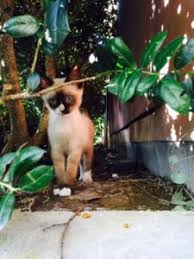 Book an appointment to meet adoptable cats. Stray Kitten 101 What To Do If You Find One Dallas Pets Alive