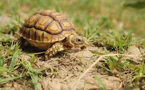 Image result for Grewia sulcata