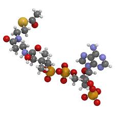 Q10 wird sowohl vom körper selbst hergestellt als auch über nahrung aufgenommen. Acetyl Coenzym A Acetyl Coa Biochemische Molekulare Modell Atome Sind Als Kugeln Mit Herkommlichen Farbcodierung Reprasentiert Wasserstoff Weiss Kohlenstoff Grau Sauerstoff Rot Stickstoff Blau Schwefel Gelb Phosphor Orange