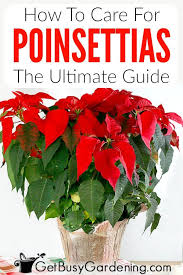 How To Care For Poinsettia Plants Poinsettia Plant Poinsettia Care Plants