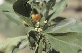 Image result for Cordia sinensis