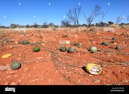 Image result for Cucumis myriocarpus