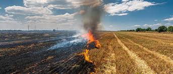I've tried less amount of water, bigger amount of water, to rinse the rice, not to rinse it, i don't know what am i doing wrong. The Impact Of Stubble Burning And Poor Air Quality In India During The Time Of Covid 19 Teri