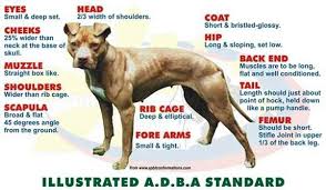 Dog Feeding Chart Why Does My Dog Eat Its Own Feces Pit