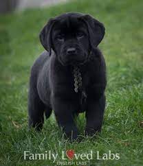 Black English Lab Puppy Akc Registered English Lab Puppies English Lab Puppies Lab Puppies Lab Puppy