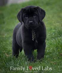 Puppyarea.com has been visited by 100k+ users in the past month Black English Lab Puppy Akc Registered English Lab Puppies English Lab Puppies Lab Puppies Lab Puppy