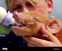 Rspca staff hi-res stock photography and images