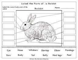 printables label the parts of a rabbit