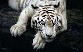 Pero no es el tigre blanco no es albino. Fotos De Tigres Blancos Para Descargar Gratis