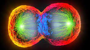 There are several types of cell division, depending upon what type of organism is dividing. A Dynamic Protein Atlas Of Human Cell Division Technology Networks