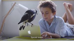 Penguin bloom when an unlikely ally enters the bloom family's world in the form of an injured baby magpie they name penguin, the bird's arrival makes a profound difference in the struggling family's life. Penguin Bloom Xmas Video 2017 Youtube