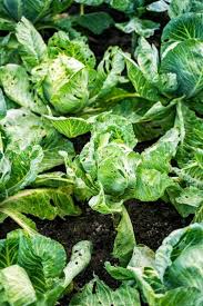 We did not find results for: How To Identify And Get Rid Of Cabbage Worms In Your Garden