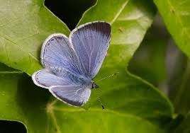 Image result for Celastrina argiolus