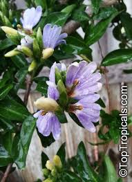 Image result for Sclerocroton